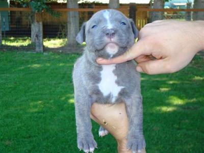 Puppies for Sale